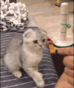 Meet your Posher, Stacey